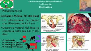 Gestación en Bovinos Parte 3 Palpación Rectal [upl. by Iatnohs]