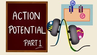 Action Potential  Part 1  Ionic Basics  Nerve Muscle Physiology [upl. by Nnylav]