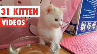 31 Funny Kittens  Cat Video Compilation 2017 [upl. by Ledua]