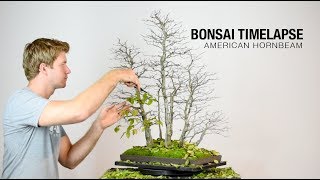 Bonsai Timelapse  American Hornbeam [upl. by Giltzow]