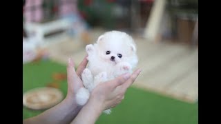 True Teddy Bear Face Pomeranian  Teacup dog [upl. by Misti]