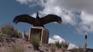 Rescued condor released into the wild [upl. by Mroz]