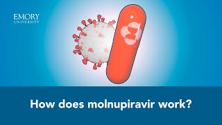 How Molnupiravir Works An Animated Explanation [upl. by Noeled]