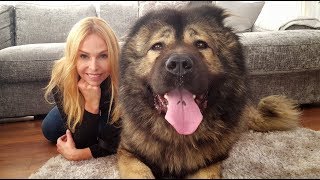 WOLF KILLER THE CAUCASIAN SHEPHERD OVCHARKA DOG [upl. by Nomelihp277]