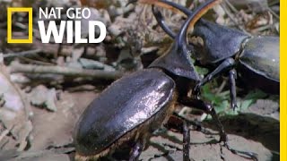 Hercules Beetle Battle  Wild Costa Rica [upl. by Rowell]