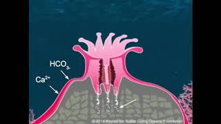 Coral Anatomy Virtual Lesson [upl. by Ceevah]