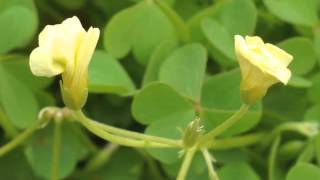 Plant portrait  Yellow wood sorrel Oxalis stricta [upl. by Ranita]