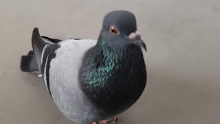 Pigeon Sound Effect Ultra High Quality [upl. by Leiru]