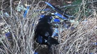 Male Satin Bowerbird Building Bower [upl. by Lyrehc]