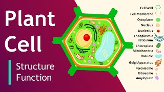 Plant cell Structure and Function  Plant Cell Model  Basic Science Series [upl. by Mela]