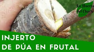 CÓMO HACER un INJERTO de PÚA en un árbol FRUTAL [upl. by Aillimac]