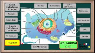 WCLN  Cell Organelles  Biology [upl. by Luzader]