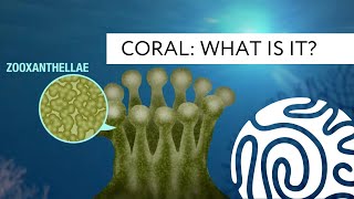 Coral What is it [upl. by Aral788]