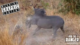 Leopard vs Warthog Mortal Combat In The Wild [upl. by Kina347]