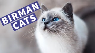 Cute Birman Cats Playing and Meowing  Lovely Birman Kittens Compilation [upl. by Korie205]