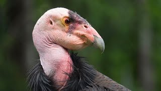 Meet The Endangered California Condors [upl. by Ylsew]