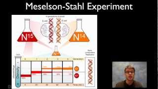 MeselsonStahl Experiment [upl. by Namharludba]