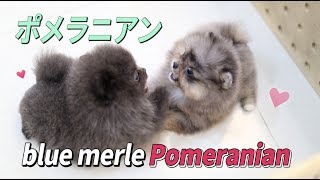 ♥Tiny Micro Teacup blue Pomeranian Puppy♥ [upl. by Anisor]