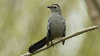 How Nature Works Catbird Mimicry [upl. by Anel725]