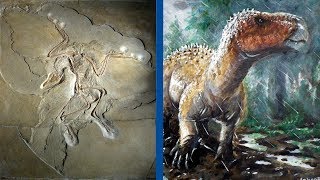 The Most Important Discoveries in Paleontology  Part 1 [upl. by Elehcin]