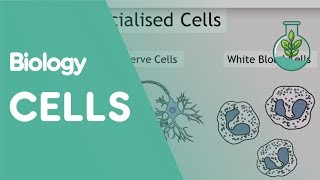 Intro To Cells Animals amp Plants  Cells  Biology  FuseSchool [upl. by Arised]