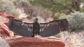 Wild California Condors Made Here [upl. by Weismann742]