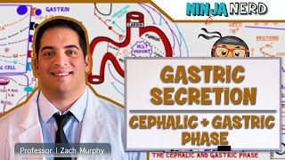 Gastrointestinal  Gastric Secretion The Cephalic amp Gastric Phase [upl. by Yornek]