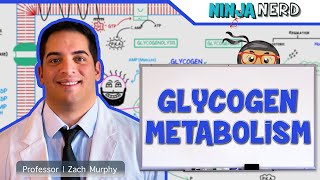 Metabolism  Regulation of Glycogen Metabolism [upl. by Celisse10]