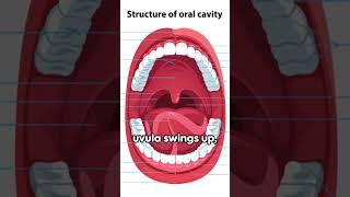 Unveiling the Uvula The Unsung Hero [upl. by Aunson992]