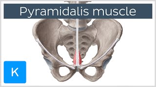 Pyramidalis Muscle Overview and Function Human Anatomy  Kenhub [upl. by Prunella]