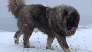 BEST ORIGINAL CAUCASIAN SHEPHERD OVCHARKA DOG [upl. by Hirsch663]