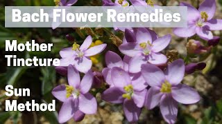 Bach Flower Remedies  Mother Tincture  Sun Method [upl. by Zena]