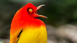 The Bowerbirds DRAMATIC Dance  Life Story  BBC Earth Kids [upl. by Gal698]