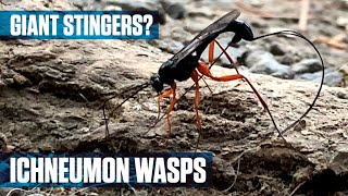 Parasitic Ichneumon Wasp [upl. by Harty]