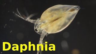 Daphnia [upl. by Robma401]