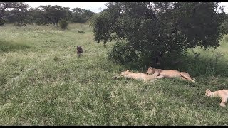 Warthog runs right into a pride of lions [upl. by Aramoj535]