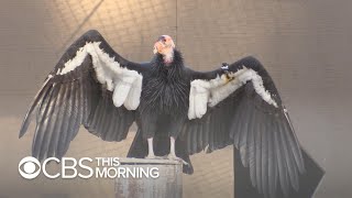 LA Zoo uses new tactic to boost California condor population [upl. by Kurtis]