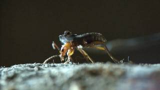 Bombardier beetle  filmed 2009 [upl. by Castle916]