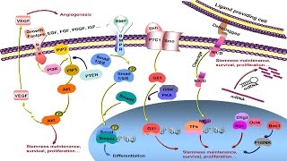 Cell Proliferation Signaling Pathway [upl. by Sullecram901]