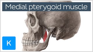 Medial Pterygoid Muscle Origin Insertion Function amp Nerve Supply  Anatomy  Kenhub [upl. by Schapira151]