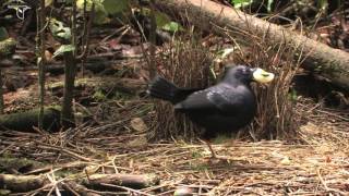 Female Satin Bowerbird Visiting Bower [upl. by Allehs253]