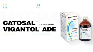 En Voz Del Experto Bayer Uso de Catosal y Vigantol ADE para mejorar la fertilidad y producción [upl. by Kenti995]