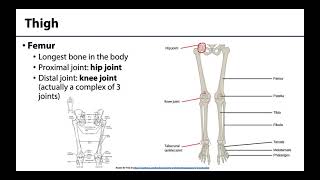 Lower Limb  Bones amp Joints [upl. by Justinian]