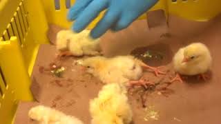 Baby Chicks Ground Up Alive [upl. by Adnirim]