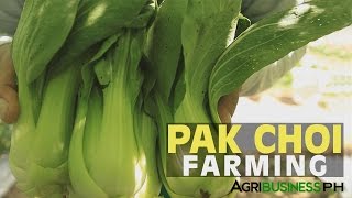 Bok Choy Farming Bok Choy Planting Guide [upl. by Einallem895]