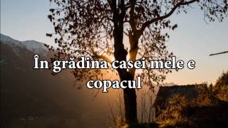 Aurelian Andreescu  Copacul lyricsversuri [upl. by Fanestil]