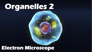 Organelles  Electron Microscope [upl. by Rees]