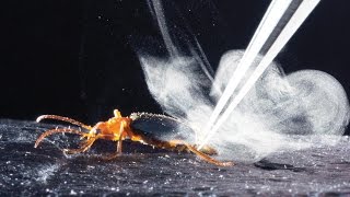 How bombardier beetles bomb [upl. by Nowyt567]