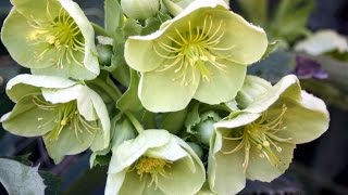 How to grow Hellebores [upl. by Westley]