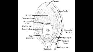 Megasporangium chap2 class XII [upl. by Malas]